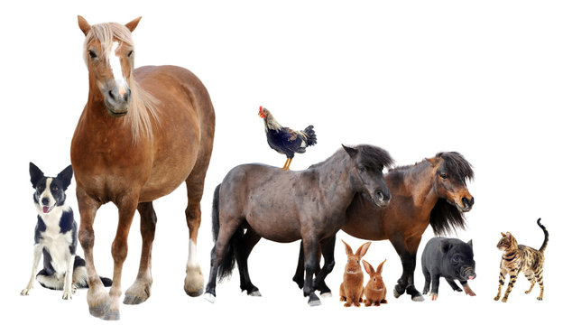 groupe d'animaux de ferme