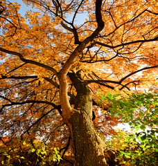 Fototapeta na wymiar Kolory jesieni