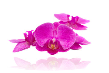 Obraz na płótnie Canvas kwiaty orchidei