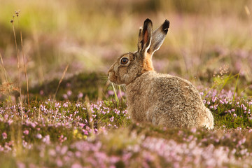 Hare