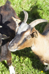 Goats graze on the lawn