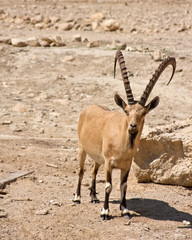 Obraz premium Male Ibex