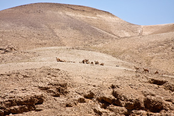 Camels in Desert