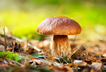Cep Mushroom Growing in Autumn Forest. Boletus