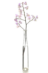 branch pink orchid in vase