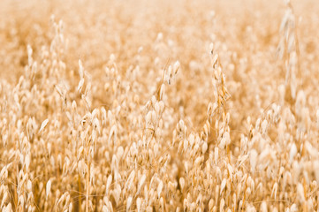 Field of a ripening oats