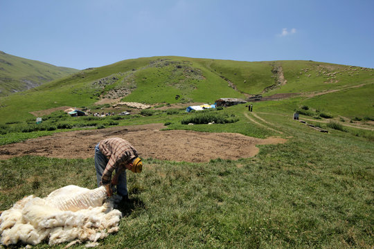 Shearing Sheep