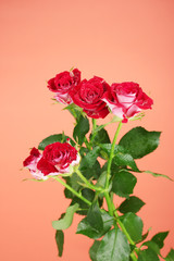 Beautiful vinous roses on red background close-up