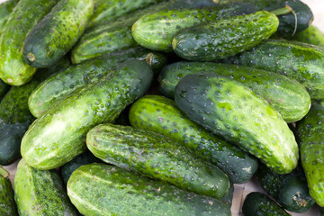 fresh green cucumber