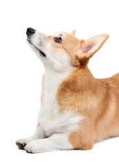 Corgi dog in studio