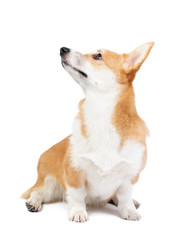 Corgi dog in studio