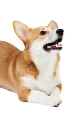 Corgi dog in studio