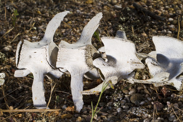 back spine sheep bones