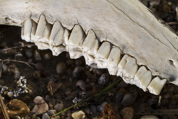 jaw teeth of sheep