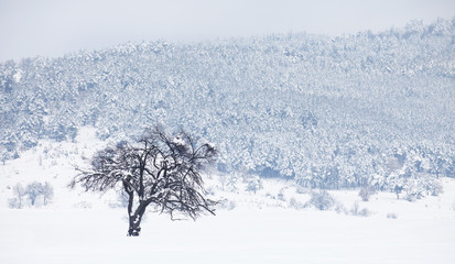 alone winter tree