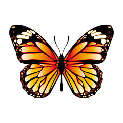 Butterfly isolated on white vector