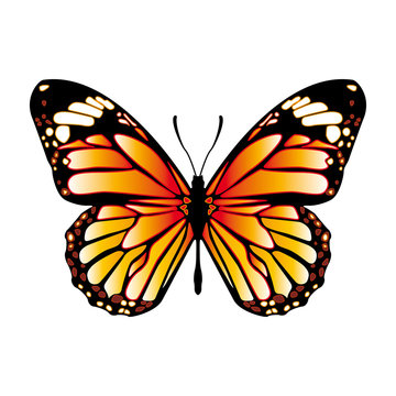 Butterfly isolated on white vector
