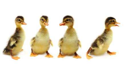 Ducklings - creative group - obrazy, fototapety, plakaty