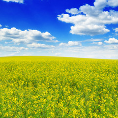 Obraz premium spring field and blue sky