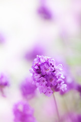 Fototapeta premium lavender flowers