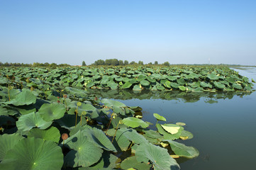 Fototapeta premium fiume micio