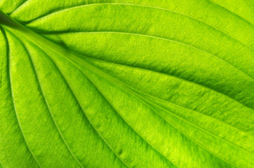 Texture green leaf