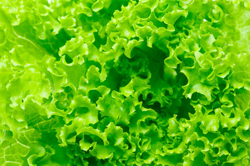 Lettuce salad, fragment. Abstract background.