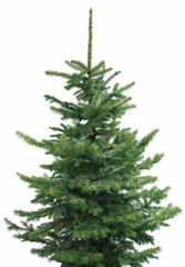 Magnificent spruce isolated - obrazy, fototapety, plakaty