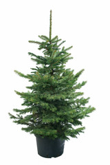 Magnificent spruce isolated - obrazy, fototapety, plakaty