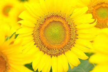 Obraz premium ひまわり