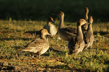 Candid shoot of ducks outside