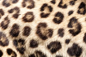 Afwasbaar Fotobehang Panter Echte live luipaardbont huidtextuur achtergrond