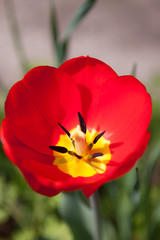 Fototapeta premium Red tulips
