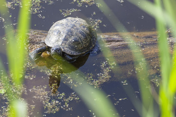 Europäische Sumpfschildkröte
