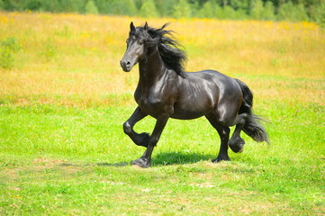 Black Friesian horse runs trot on the meadow in summer