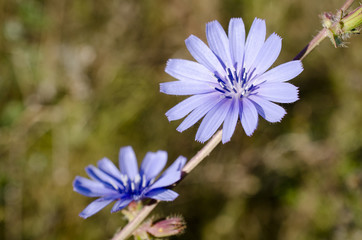 Cichorium intybus / Chicor&eacute;e sauvage