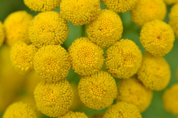 Flowers of the Jacobaea vulgaris.