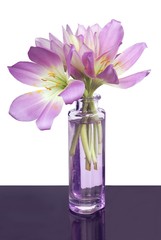 lila flowers of colchicum