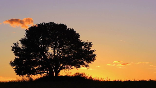 Sunset and lonely tree. Time lapse
