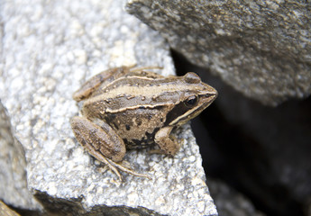 Frog Rana arvalis sitting on the rocks