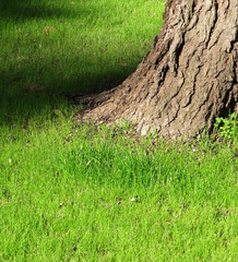 Trunk of an old tree on a green grass