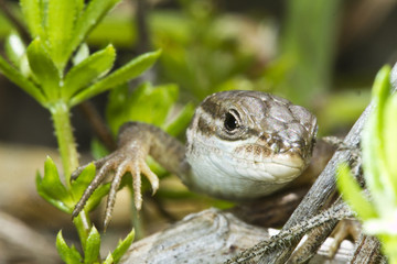 large psammodromus (psammodromus algirus) lizard