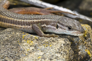 Fototapeta premium large psammodromus (psammodromus algirus) lizard