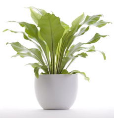A potted plant isolated on white