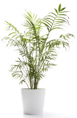 Potted Plant - Table Top Palm