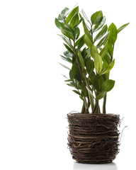 Potted Plant - Zamioculcas