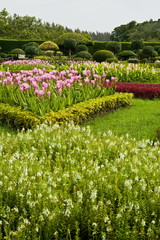 Flowers in the garden