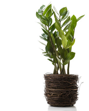 Potted Plant - Zamioculcas
