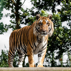 Mature Bengal Tiger Standing on Wooden Platform