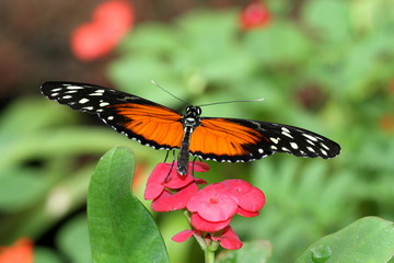Farfalla